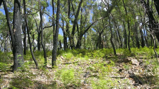 regrowth in a eucalyptus forest one year after severe burning, australia