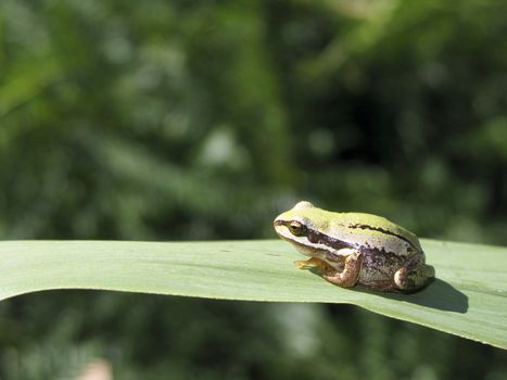 Tree frog, hyla, from australia sitting on a reed leaf