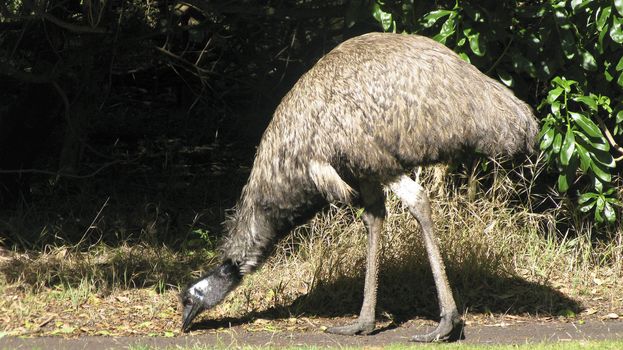Emu, Dromaius novaehollandiae, in its natural habitat in Australia