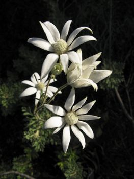 autralian flannel flower, Actinotus, in its natural habitat 