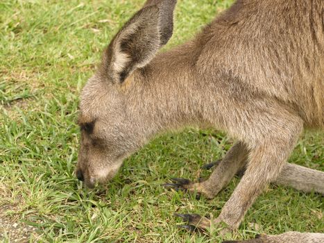 kangaroo eating on a meadow in australia, half portrait