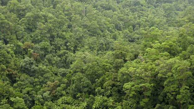 australian rain forest canopy seen from above  