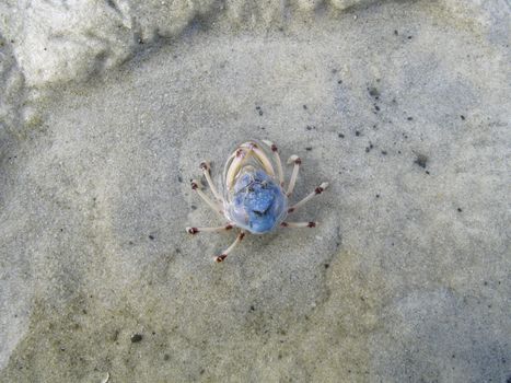 Mictyris longicarpus, soldier crab on a beach in australia