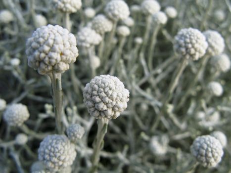 heads of drumsticks, pygnosorus globosus, native to australia