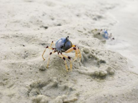 Mictyris longicarpus, soldier crab on a beach in australia