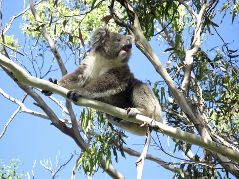 Koala, Phascolarctos cinereus, in its natural habitat on a eucalyptus tree