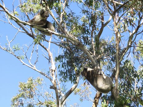 Koala, Phascolarctos cinereus, in its natural habitat on a eucalyptus tree