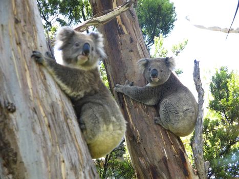 Koala, Phascolarctos cinereus, in its natural habitat on a eucalyptus tree