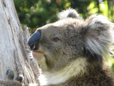 Koala, Phascolarctos cinereus, in its natural habitat on a eucalyptus tree