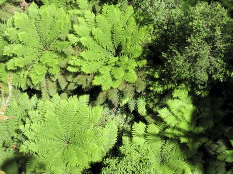 tree ferns, Cyatheales, in an australian rain forest seen from above