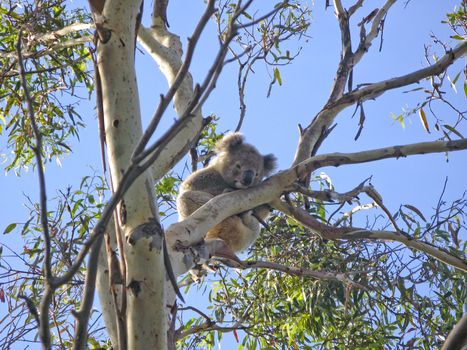 Koala, Phascolarctos cinereus, in its natural habitat on a eucalyptus tree