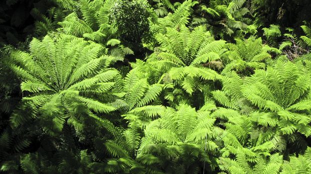 tree ferns, Cyatheales, in an australian rain forest seen from above