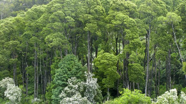 australian rain forest seen from above into the canopy