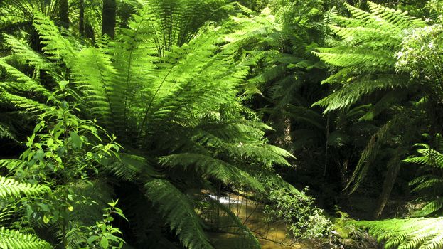 fresh green fern leaves in a rain forest in australia