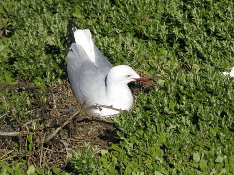 Silver Gull, Chroicocephalus novaehollandiae, sitting on its nest, australia