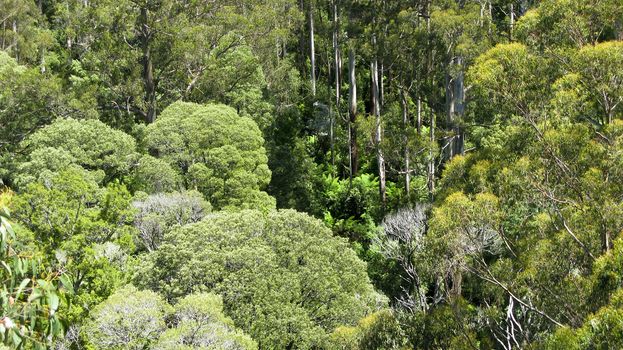 australian rain forest seen from above into the canopy