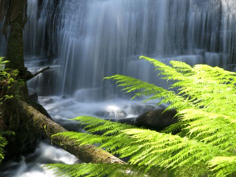 water fall in rain forest in australia with fern leaves in foreground