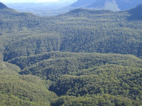 forest in the blue mountains national park in new south wales, australia