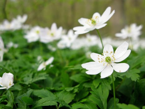 wood anemone - anemone nemerosa in detail with flower and leaves