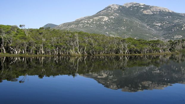 lake and eucalyptus forest in wilsons promotory national park, australia