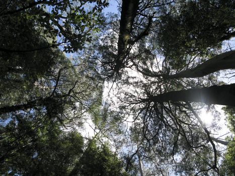 australian rain forest tree tops seen from below