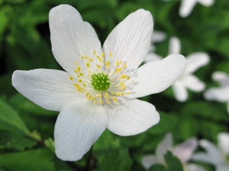 wood anemone - anemone nemerosa in detail with flower and leaves