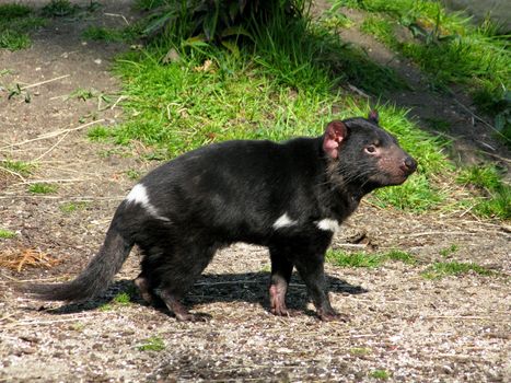 Tasmanian devil, sarcophilus harrisii, seen from the side