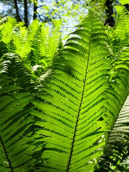 green fern leaves in back light on a sunny day