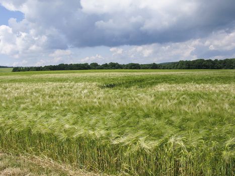 green wheat field l with forest in background and cloudy sky