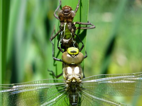 female southern hawker, Aeshna cyanea, dragonfly just emerged from the nymph-cuticle