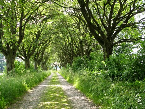 alley of whitebeam trees, Sorbus nivea, on field road 