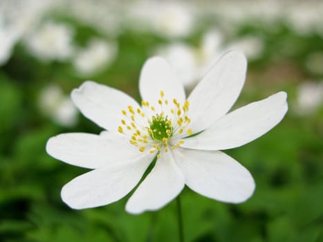 wood anemone - anemone nemerosa in detail with flower and leaves