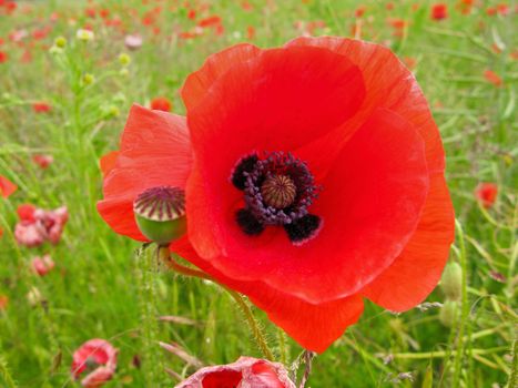 red flower of a corn poppy, papaver rhoeas