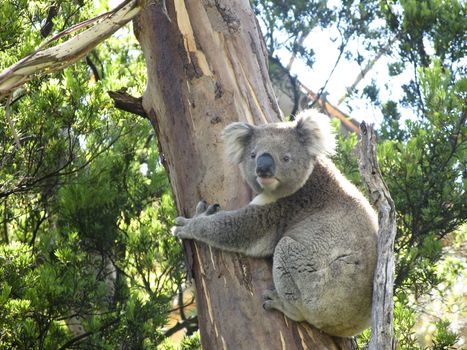 Koala, Phascolarctos cinereus, in its natural habitat on a eucalyptus tree