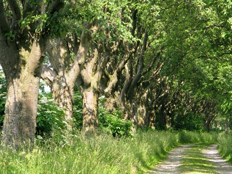 alley of whitebeam trees, Sorbus nivea, on field road 