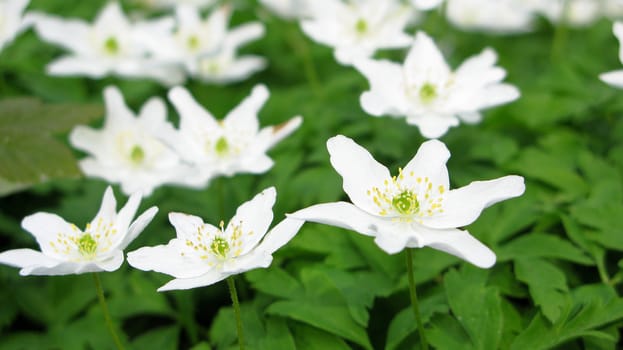wood anemone - anemone nemerosa in detail with flower and leaves