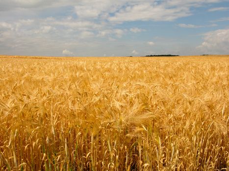 golden wheat field with cloudy blue sky