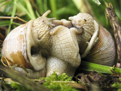 Burgundy snail, Helix pomatia, mating, making love