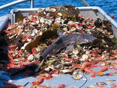 young shark as bycatch in industrial fishing, this specimen was released back into the water