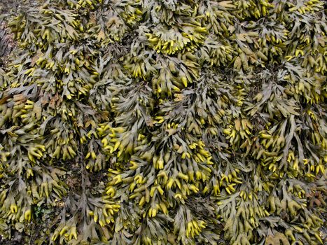 Background pattern of brown algae on a rock