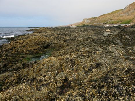 rocky intertidal area of the pacific northwest, USA