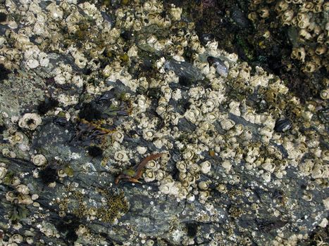 acorn barnacles, in the intertidal of san juan island, washington, usa
