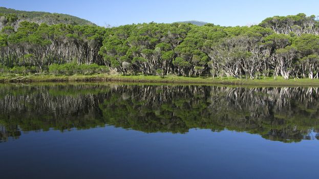 lake and eucalyptus forest in wilsons promotory national park, australia