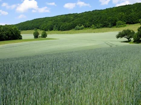 green rye field on hill with forest in background and blue sky