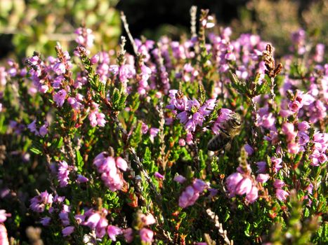 flowering erica plant in a heather field, Calluna vulgaris, with bee