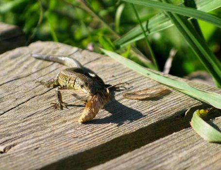 common wall lizard, Podarcis muralis, in the sun eating a butterfly