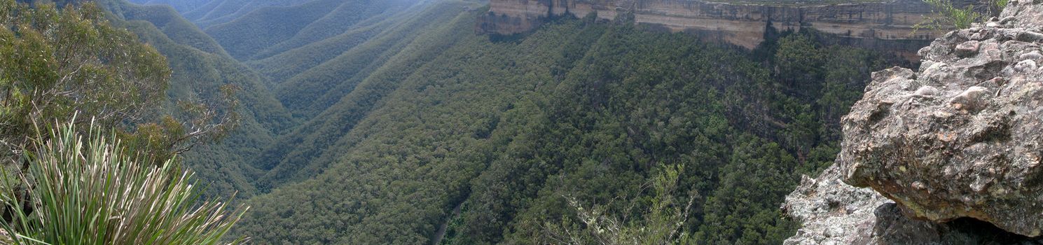 forest on mountains in new south wales, australia