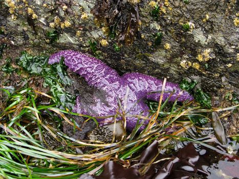 Purple sea star, Pisaster ochraceus, in its natural habitat at low tide