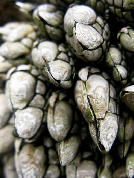 goose barnacles, Pollicipes polymerus, in the intertidal of san juan island, washington, usa