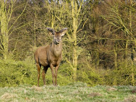 red deer, cervus elaphus, in spring in front of a forest